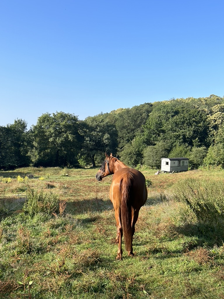 2255B589-A3E2-44CD-802C-29B73D125B5A_1_105_c