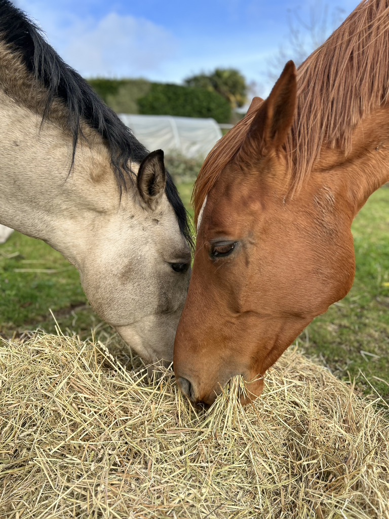 Psychologue, Challans