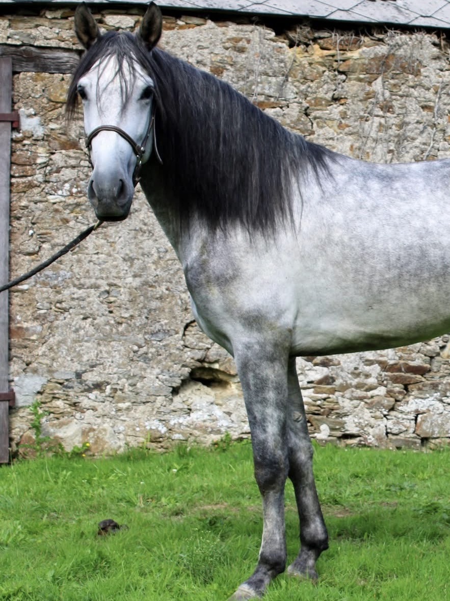 Psychologue, Challans, Cheval