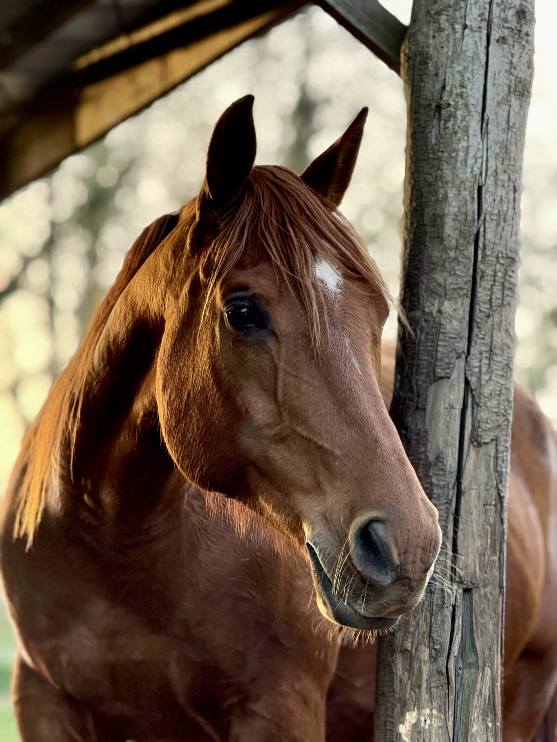 Psychologue, Soullans, Vendée